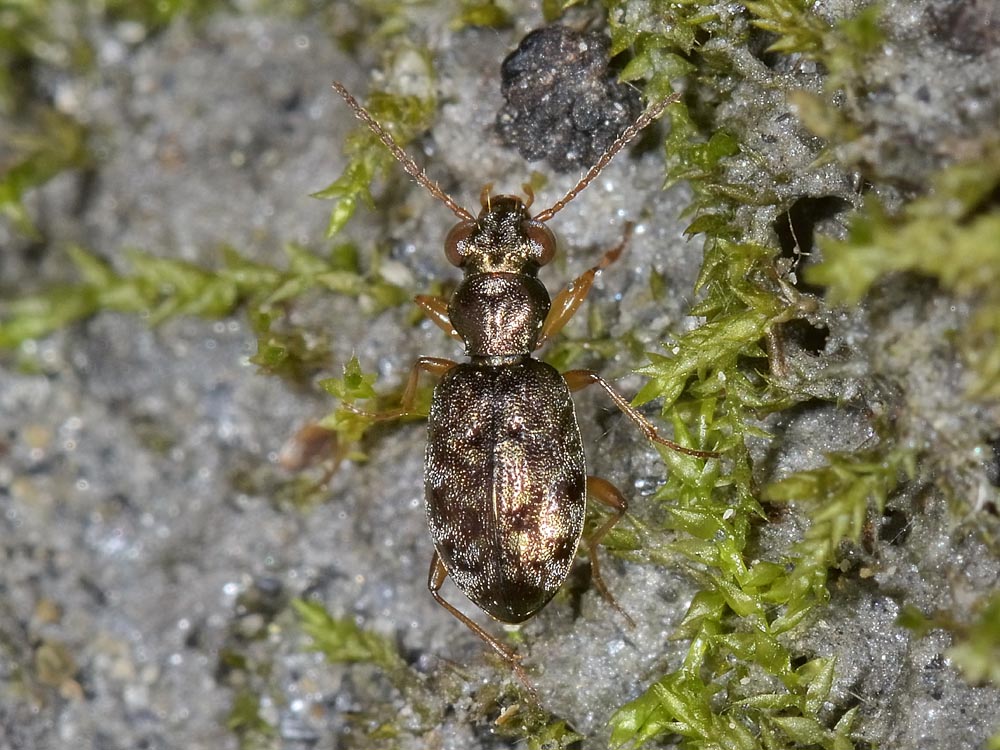 Asaphidion ..ma quali? A. austriacum